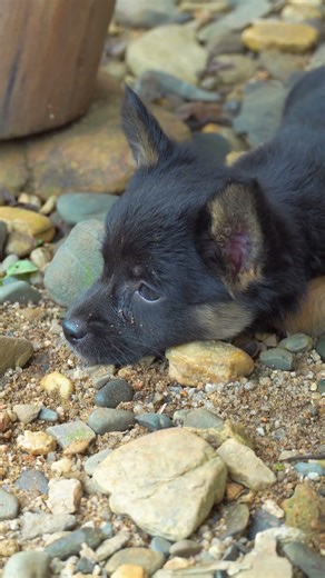 Playful dogs chasing each other 🐾🌿 Cuteness overload! #reels