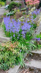 Spanish Blue Bells are so gorgeous. Arborvitae and ivy plants can be beautiful in the garden | The Garden of Eden