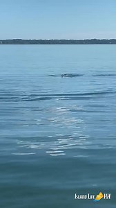 Did you know?🐬 A dolphin's brain is structured to allow for self-awareness and is able to process complex emotions. This makes their bonds with each other very strong. This is why most of the time you will see them in "pods" or groups - because they are very social animals. For more facts about Hilton Head wildlife, visit our website (link in bio!) | Island Life HH