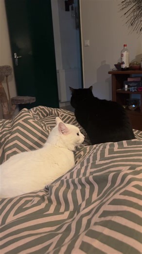 Vidéos de 🧪🦠 Gaïanarchy 👾🫧 (@gaianarchy) avec The Good, The Bad and the Ugly - Spaghetti Western Band