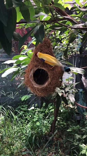 376K views · 6.9K reactions | ollow me ....Gouldian Finch and Red Cardinal Wonderful birds ❤️ Full HD 4K #bird #birds #nature #wildlife #birdphotography #naturephotography #photography #birdwatching #wildlifephotography #animals #birding #birdlovers #i | Lovely Bird Family | Facebook