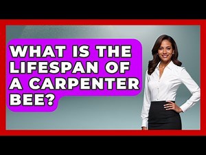 What Is The Lifespan Of A Carpenter Bee? - Insects and Invaders