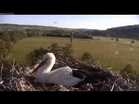 Storchennest Lindheim