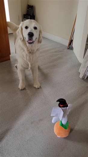 Basil is not too sure about this Halloween toy | Basil Bas