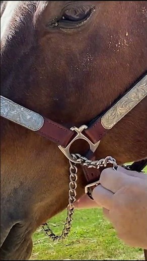 Wie verschnalle ich korrekt eine Führkette? Pferd Showmanship at halter Westernreiten reiten | Short