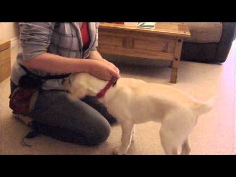 How To Teach Your Dog To Enjoy Wearing A Collar