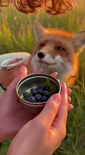 Gentle Moments with Red Foxes in the Meadow