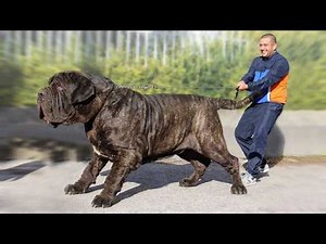 Top 10 Largest Dog Breeds Ever