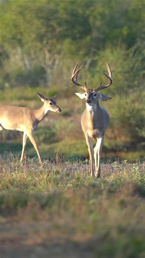 Running in the Path of God's Commands