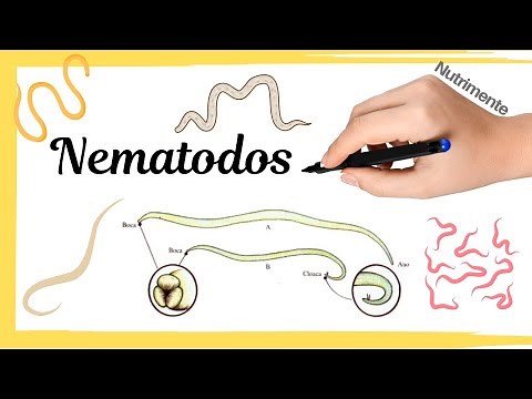 Filo Nematodos - Los gusanos que dominan el mundo