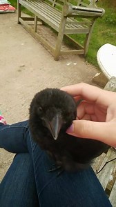 Edgar enjoying a good cuddle and being a squawky noisy boy