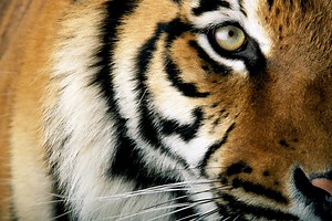 Tiger Tales Classroom Resources and Activities