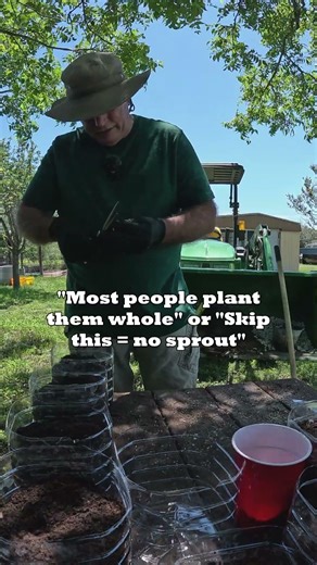 "Do This Before Planting Moringa Seeds"