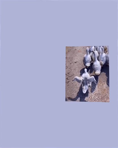 Alight Motion Edit for TikTok Views