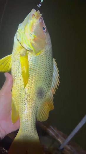 Nat Geo Wild on TikTok