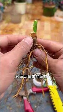 Master the Art of Growing Roses - A Beginner's Guide