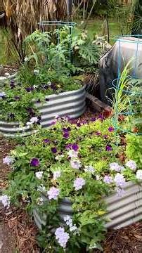 Backyard Raised Beds EXPLODING With Growth!