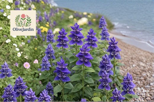 Oxford Blue Sage 50 Seeds – Salvia Viridis – Painted Sage Flower - Etsy