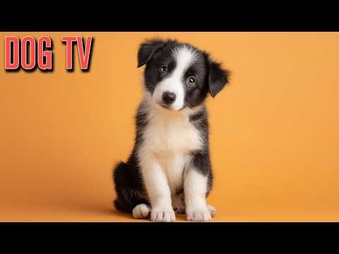 Stay Home Dog Adventures with Virtual Nature Walking Experiences