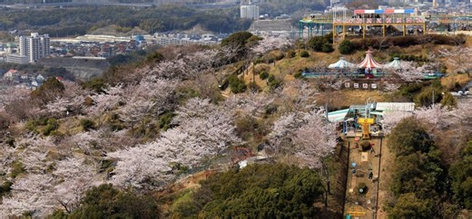 斜面を染めるピンク　海を見下ろす絶景遊園地にぎわい　神戸・須磨