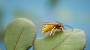 Wasp cleans its antenna - Free Stock Video
