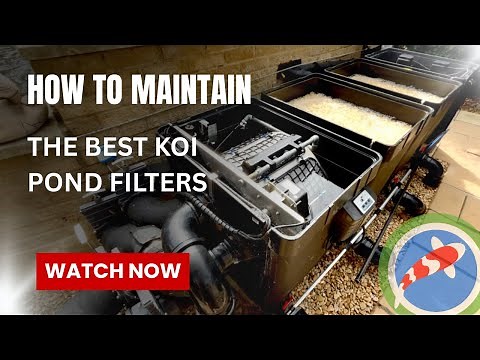 How to maintain the best koi pond filters