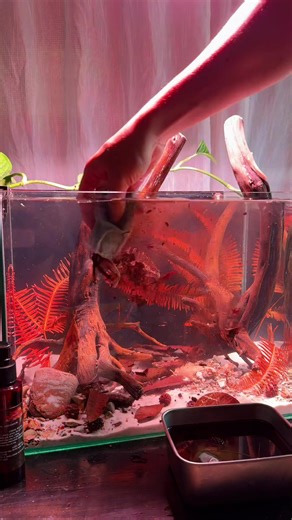 Gói Combo Setup cho Apistogramma 🍂 #apistogramma #blackwater #biotop #quaquarium #fishkeeping