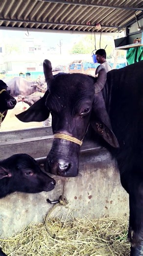 చింతలగుంట మార్కెట్