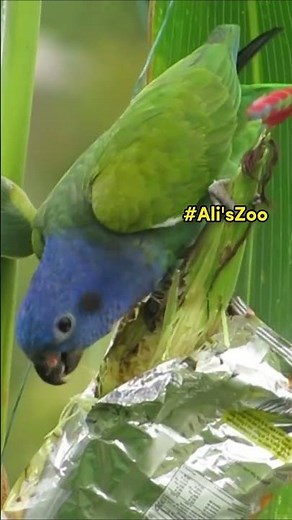 Beautiful Parrot in 4K 🦜 | Colorful Bird Short Video