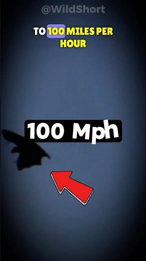 ⚡The Fastest Flying Animal In The World Isn't The Falcon Or The Eagle!🦇