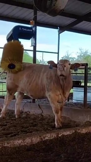 When the massage hits just right 🤤 Anyone else jealous of this wagyu lifestyle? Follow @designyourbeef for cow loving community 🐮 Tag #designyourbeef in your recipe posts & cow updates to be featured! #fyf #cowtok #beeftok #massage #sothisislove