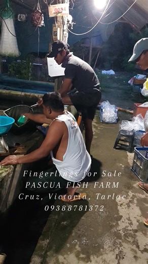 First buyer ngayong 2026. Pangatlong beses na nyang bumili ng hito fingerlings. Maraming salamat po. Sugod na po bago kayo maubusan! Always available ang African hito fingerlings and Srtilapia fingerlings, pm us for inquiries. PASCUA FISH FARM 09388781372 Purok 6, Valenzuela Street, Cruz, Victoria, Tarlac. Tapat ng red na gate, kasunod ng junk shop. May tarpaulin na PASCUA FISH FARM ( Fingerlings for Sale) sa harap. #tilapia #hito #fypシ゚ #highlightseveryone #palaisdaan #fypviralシ #palaisdaan #hi