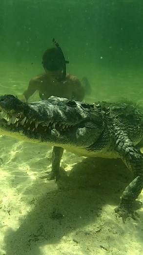 Crocodile Swim! | Wild Charles
