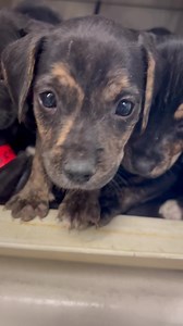 Adopt any canine from now until Thanksgiving for $50! We have a packed house! | Montgomery Humane Society Adoptable Pets