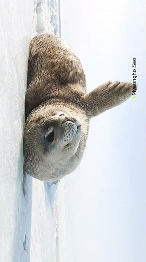 Current mood until further notice 🦭 📆 #Shorts #Animals