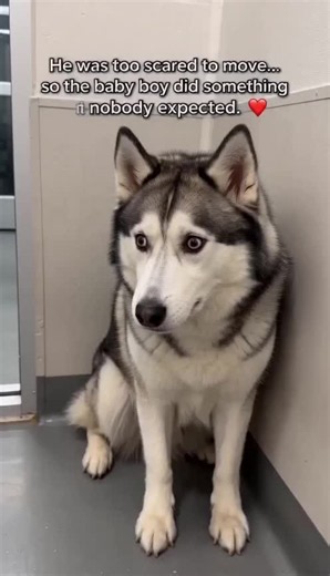 The Husky Who Finally Learned to Trust ❤️ #Husky #ShelterDog #DogAdoption