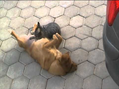 cat suckling on dog
