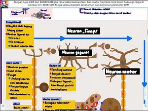 (2022) BIOLOGI KSSM T4- Bab 12 Koordinasi dan Gerak Balas dalam Manusia