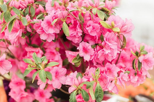 The 75th N.C. Azalea Festival kicks off with Queen’s Coronation Celebration Concert