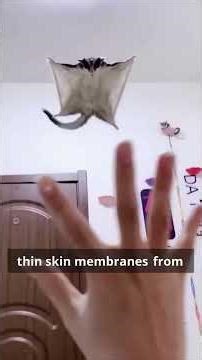 Tiny marsupials that glide like Batman and look like tiny clouds