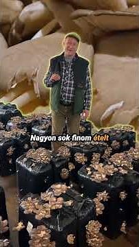 Nekem ez az igazi gomba! #laska #fyp #mushroomrecipe
