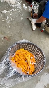 776K views · 2.3K reactions | The process of extracting #caviar from inside #fish | بوراك-czn Burak | Facebook