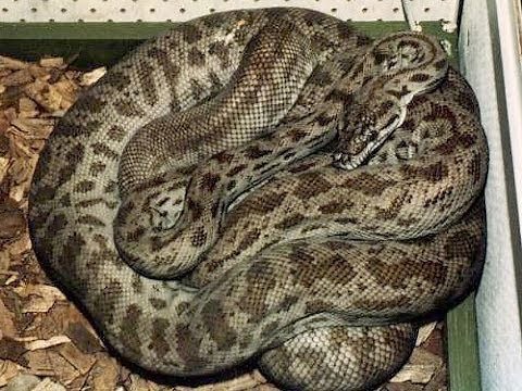 Rarest Python in the World : SnakeBytesTV