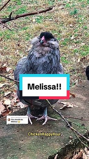Funny Chicken Videos: Melissa the Chicken's Hilarious Moments