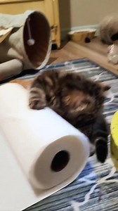 DESTRUCTO KITTENS!! I weighed the kittens today. Apollo weighs 2.7lbs, Archie 2.4!! They are actually *almost* the right weight for their age! Tomorrow they get their 2nd set of shots. And we will redo Apollo's bloodwork - send prayers it's better!!! Beth #persian #persiankitten #rescue | South Texas Persian Rescue