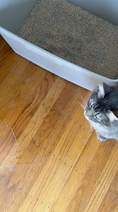 I wish I’d known about these common reasons why cats go to the bathroom outside their litter box sooner! This is one of those situations that reminds me that a cat’s behavior is NOT random or vengeful—cats are always reacting to something uncomfortable or unpleasant. 😭😳 They’re always communicating with us ✨ Let’s get into the specifics of these reasons why cats eliminate outside their box 👇🏼 (Note: there are a ton more reasons, but here are 5) 1. Too many changes to your cat’s litter box se