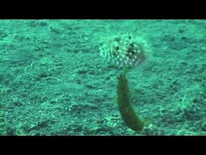 Crazy attacking Mantis Shrimp takes a ride with a Porcupine Pufferfish