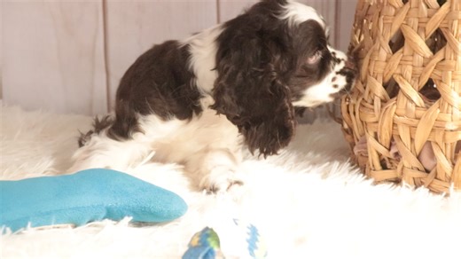 Cocker Spaniel puppy for sale