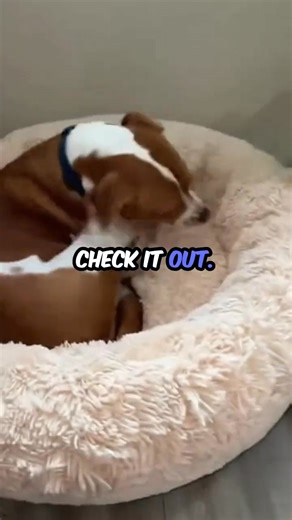 3.5K views · 227 reactions | Search with heart - Dogdog.org #rescuedog #shelterdog #dogsoftiktok #hope #adoptdontshop | DogDog - the search engine that saves dogs | Facebook