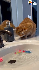 This guy makes sure his cat is the world's most spoiled cat ❤️ | The Dodo